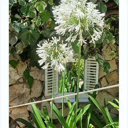 Ana וילה מאקרסקה